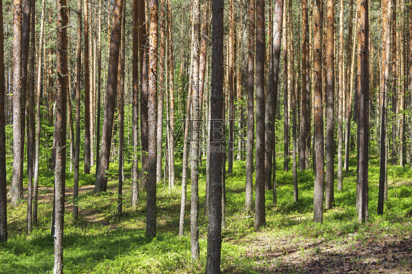 在一个阳光明媚的夏日，俄罗斯北部森林里的松树。照片摄影图片