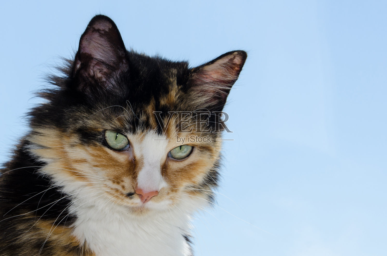 三色不同寻常的猫，有美丽的大绿眼睛。一只漂亮的毛绒绒的猫直视着前方。文本的空闲空间。照片摄影图片