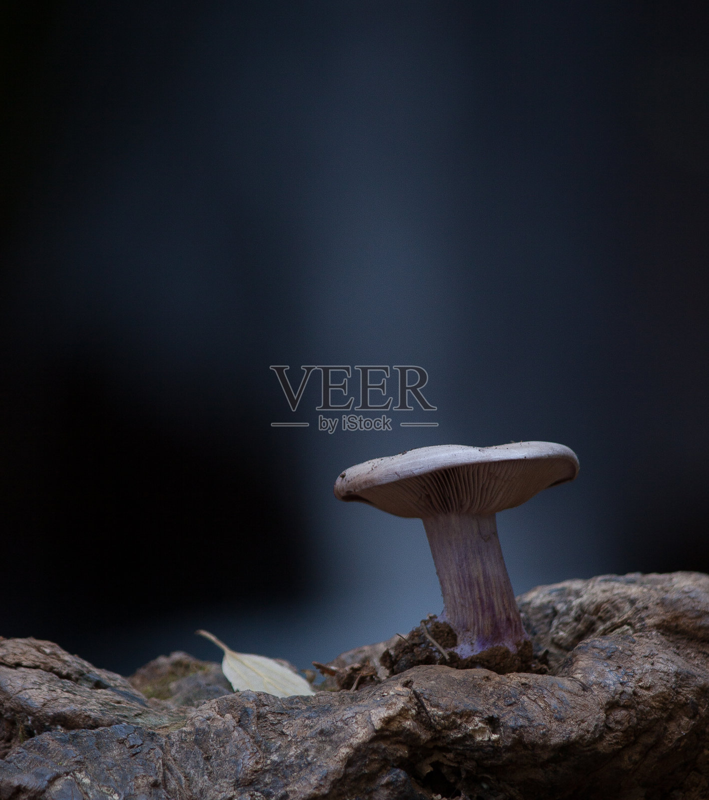 a Mushroom微距摄影照片摄影图片