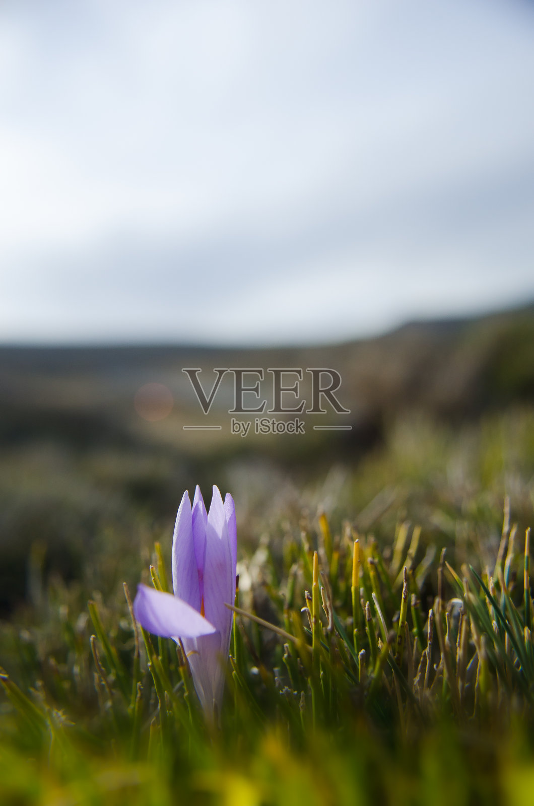 鲜花和植物照片摄影图片