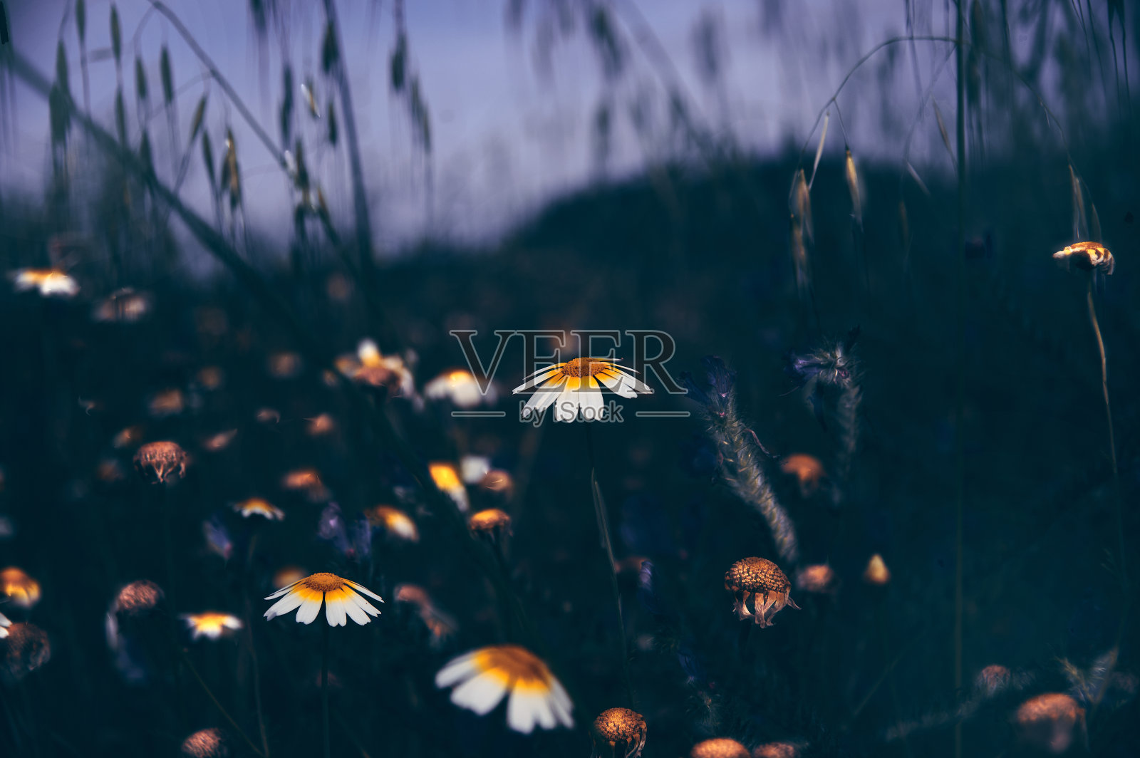 鲜花和植物照片摄影图片