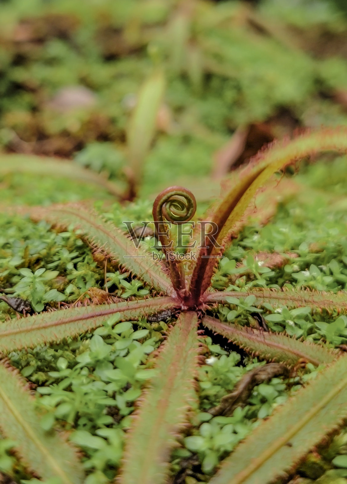 食虫植物照片摄影图片