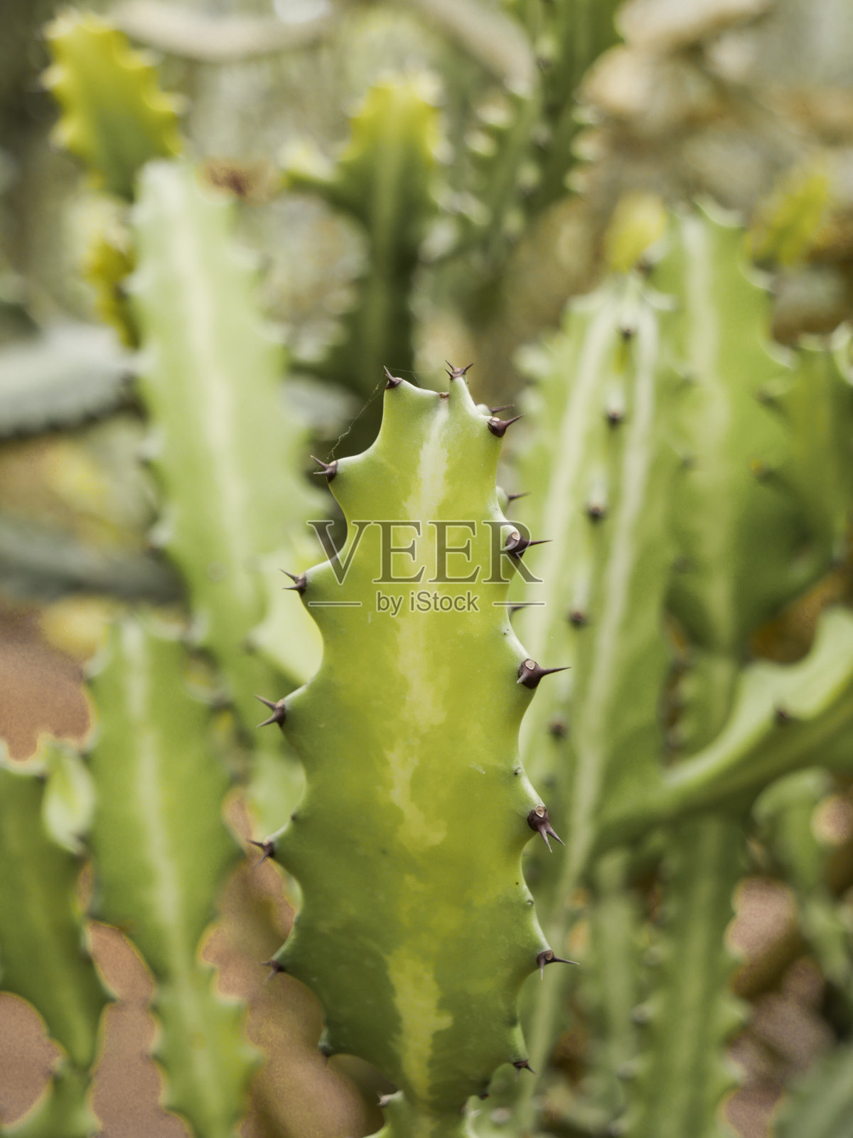 仙人掌生长在自然干燥的土地上照片摄影图片