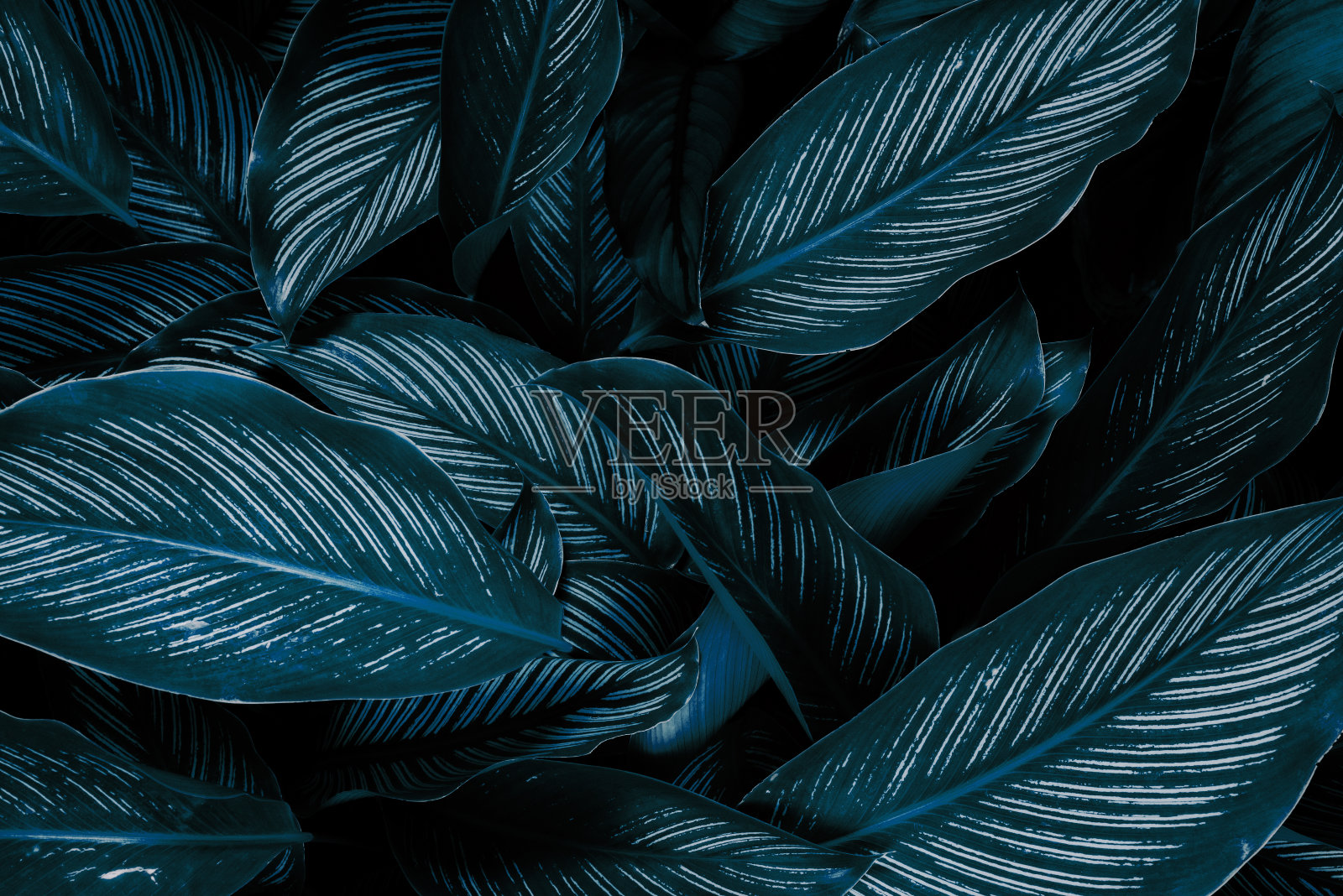 抽象绿叶纹理，自然背景，热带叶照片摄影图片