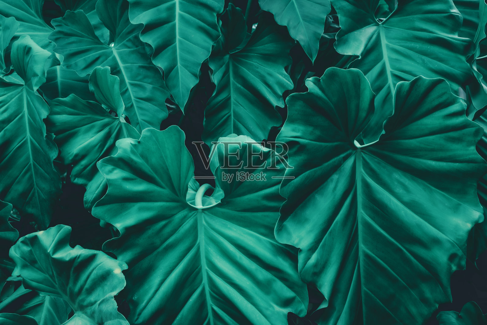 热带树叶，抽象的绿叶纹理，自然背景照片摄影图片