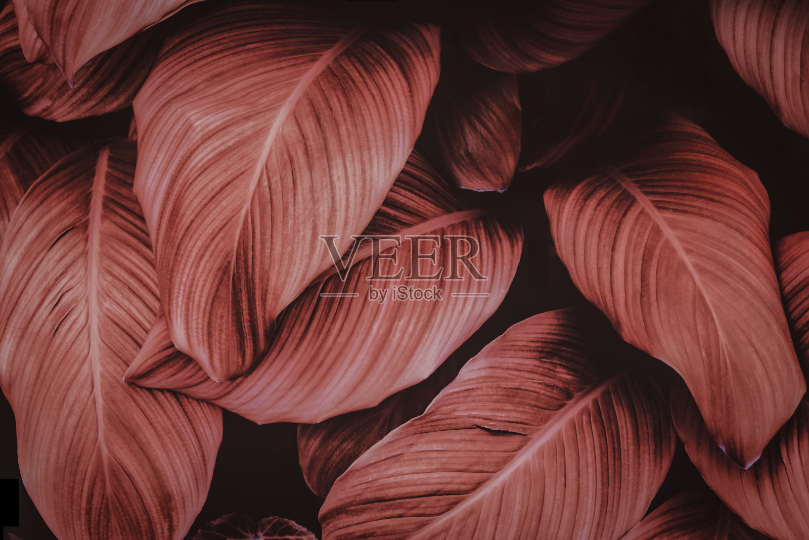 热带树叶，抽象的绿叶纹理，自然背景照片摄影图片