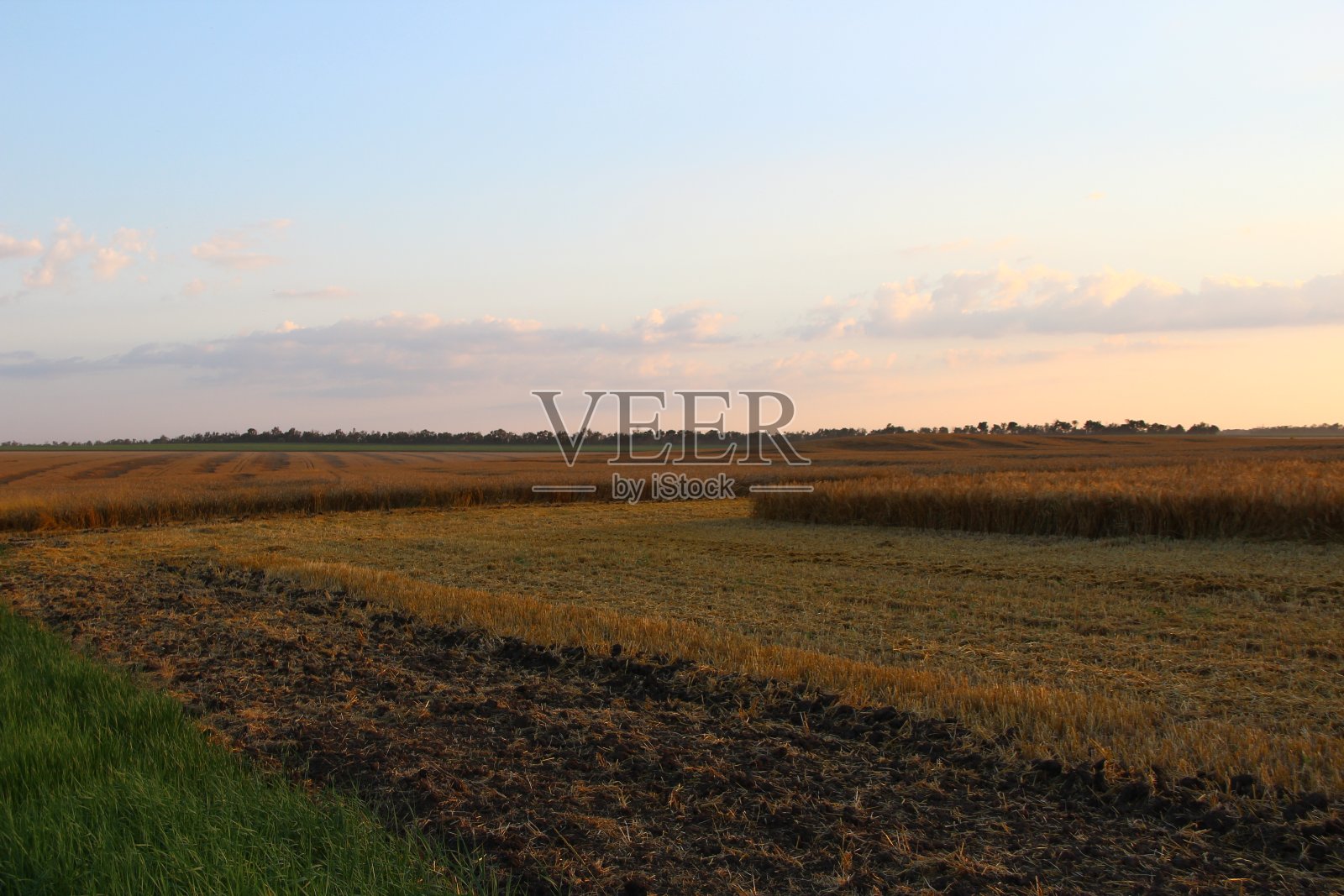 傍晚麦田里成熟了照片摄影图片
