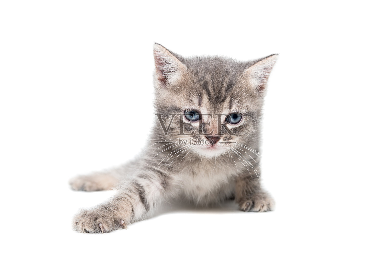 灰色小猫孤立在白色背景上。照片摄影图片