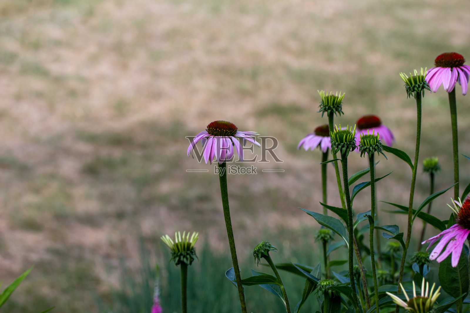 有不同盛开阶段的紫色松果花的自然花园照片摄影图片