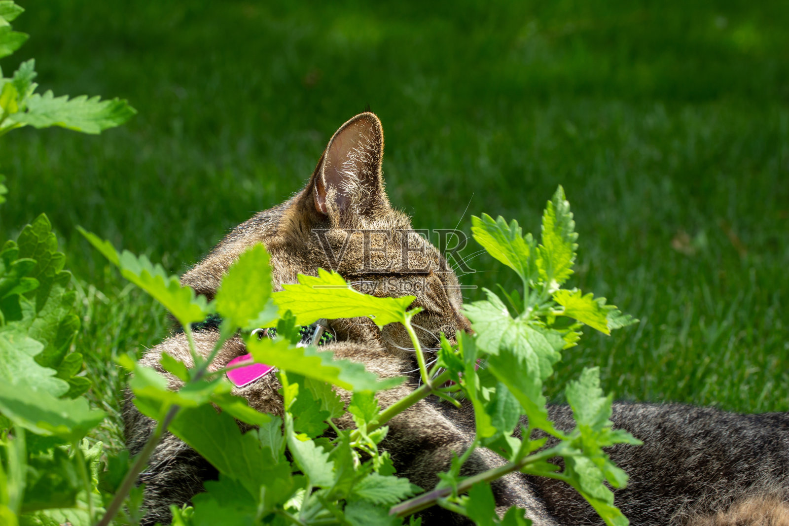 在猫薄荷地里睡觉的虎斑猫照片摄影图片