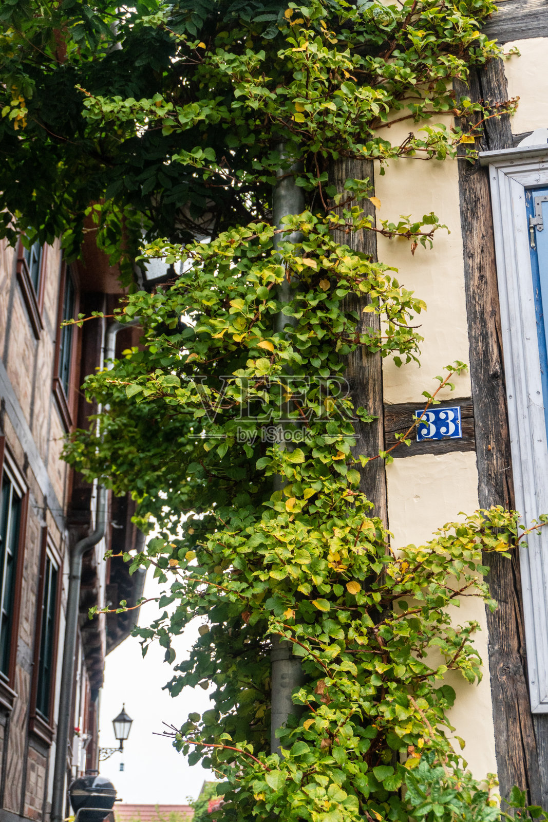 33号房子建在爬满常春藤的半木房子上照片摄影图片