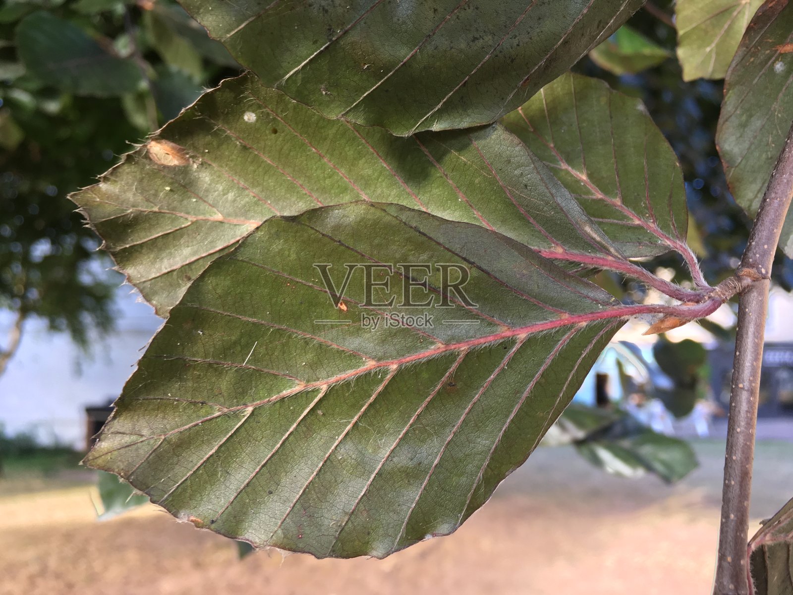 铜山毛榉树-叶的背面照片摄影图片