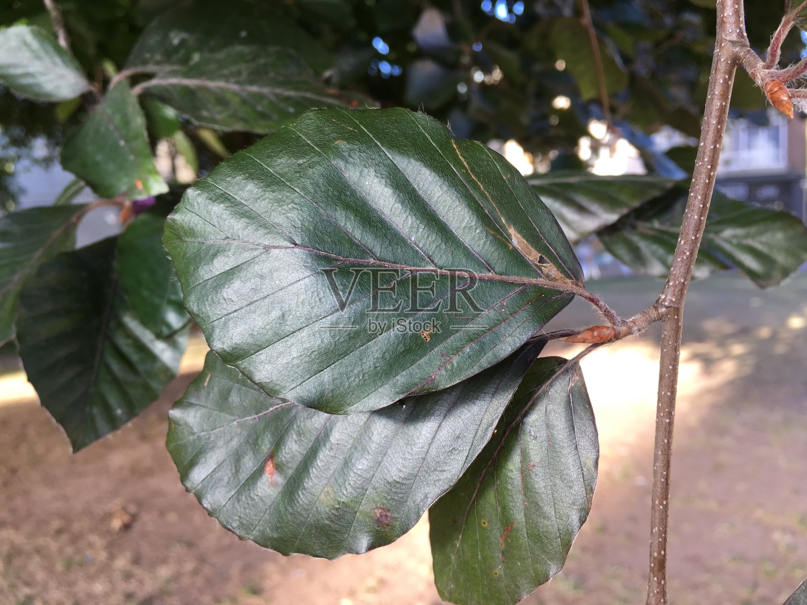铜山毛榉枝、芽、叶照片摄影图片