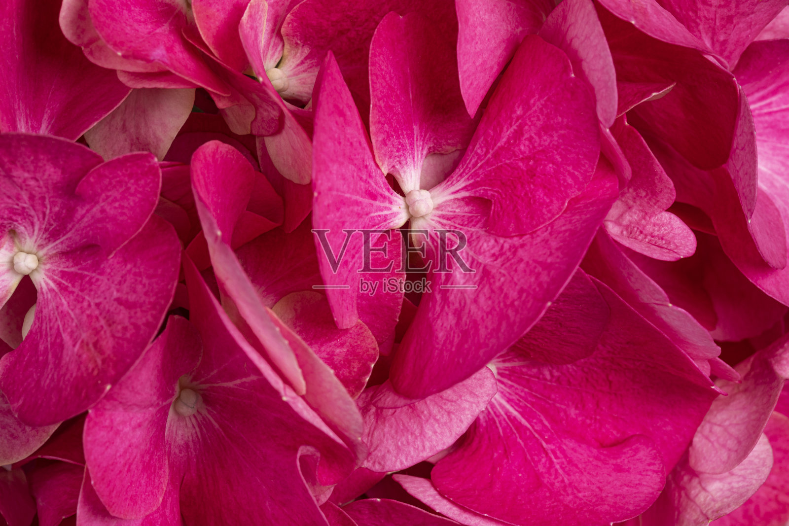 绣球全上宏照片摄影图片