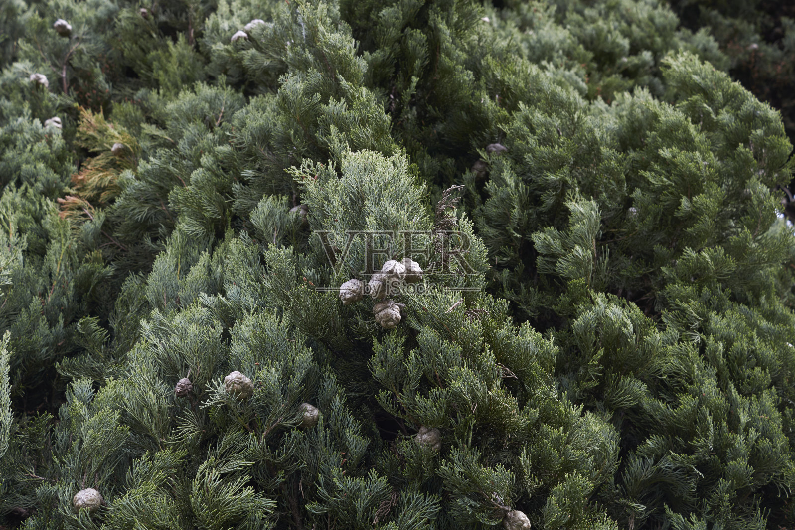 柏枝闭合照片摄影图片