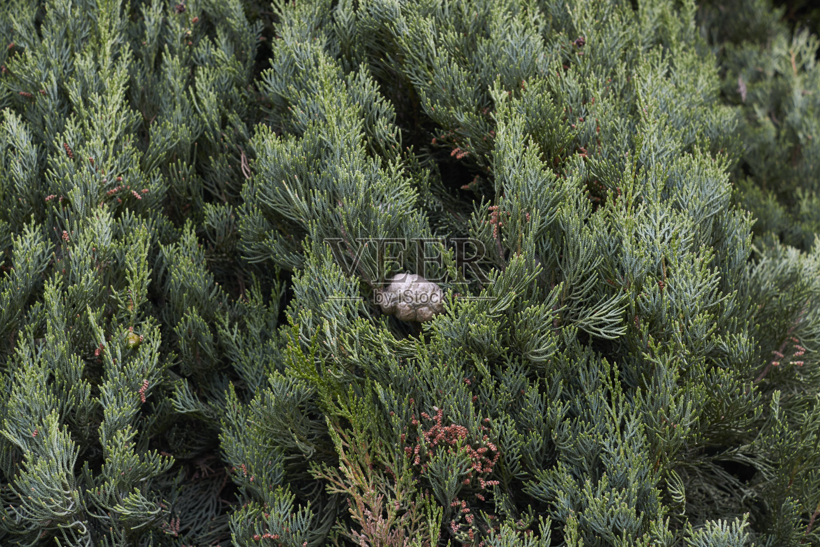 柏枝闭合照片摄影图片
