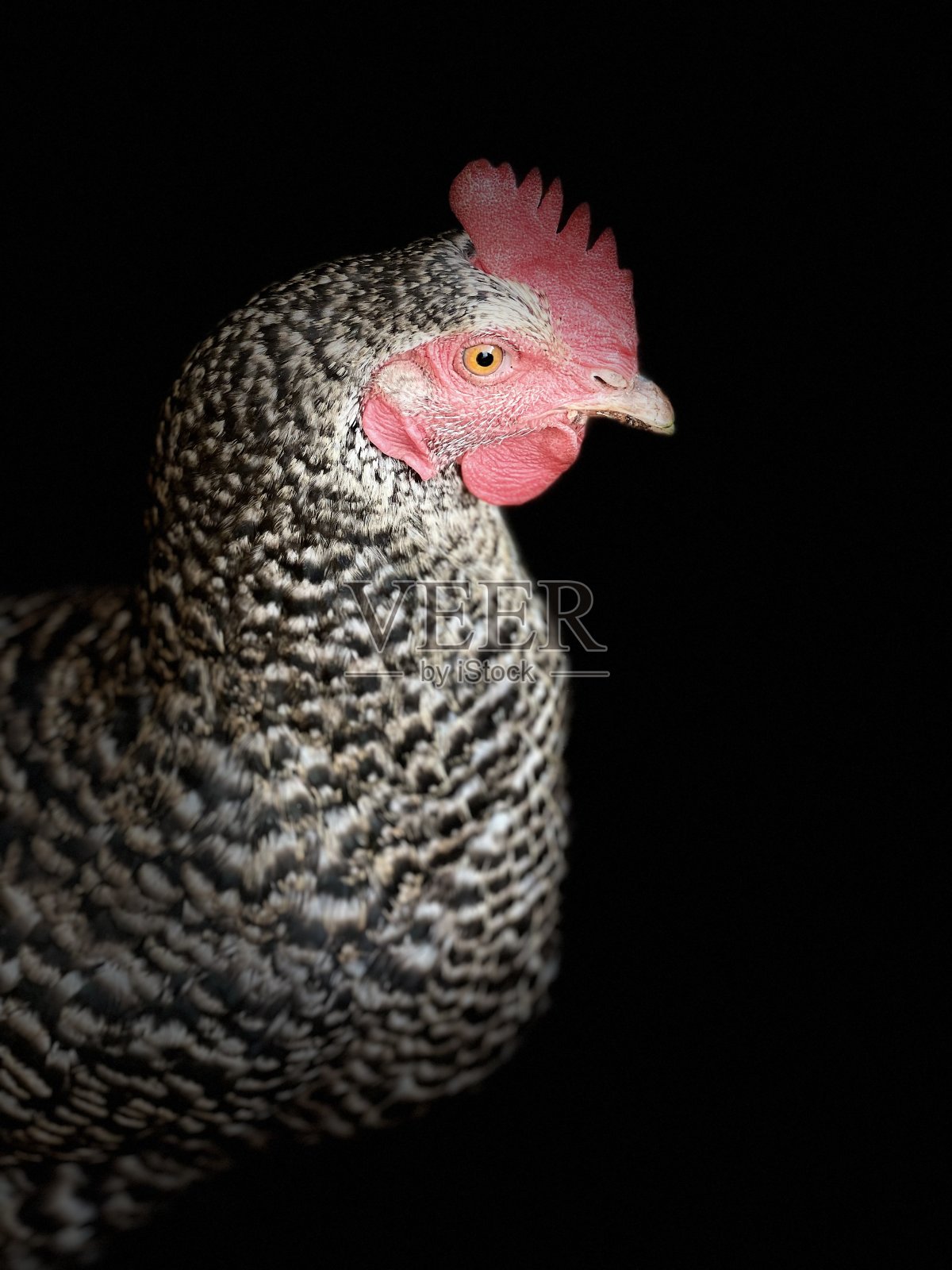 鸡照片摄影图片