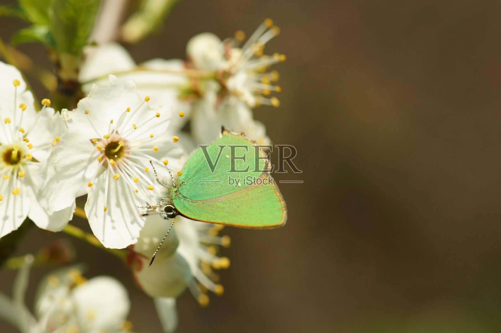 野花中有一只绿色的小蝴蝶。照片摄影图片