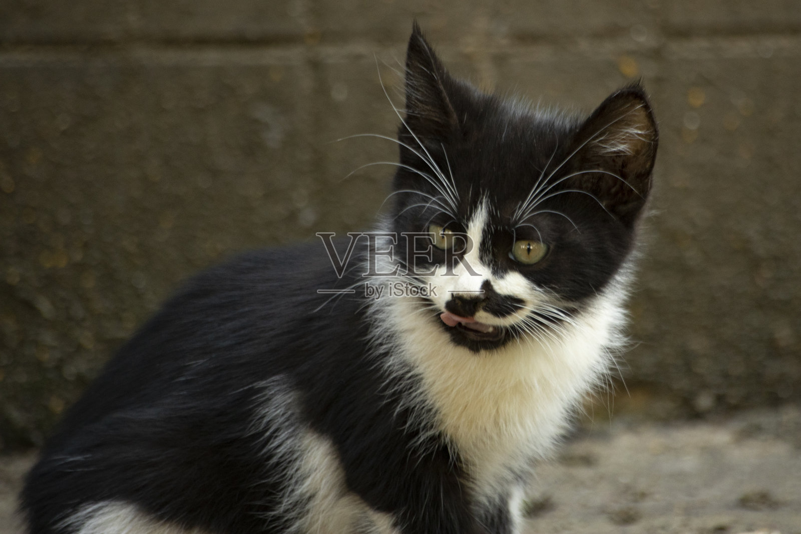 小猫长着滑稽的胡子。小猫在街上。照片摄影图片