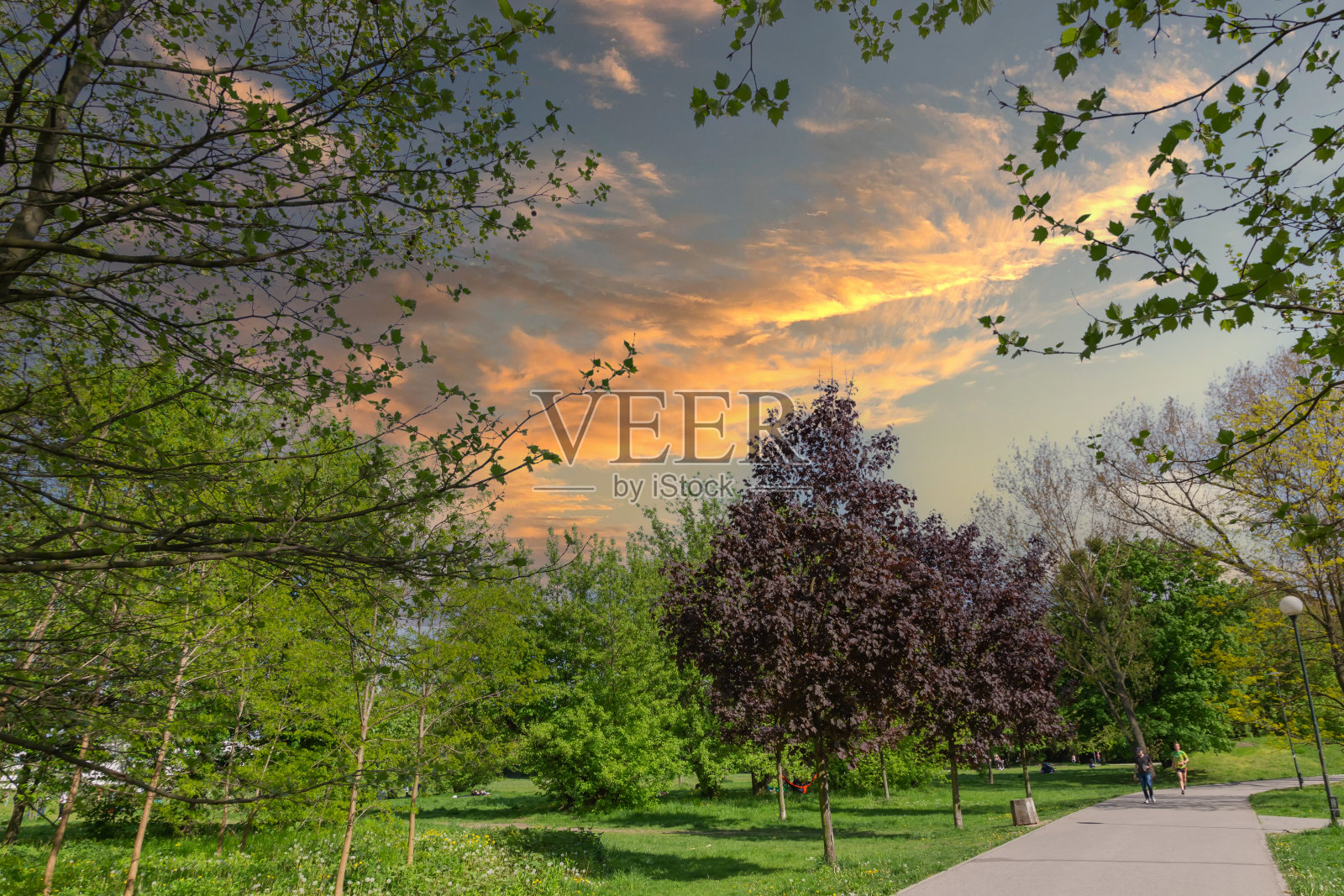 红色的树照片摄影图片