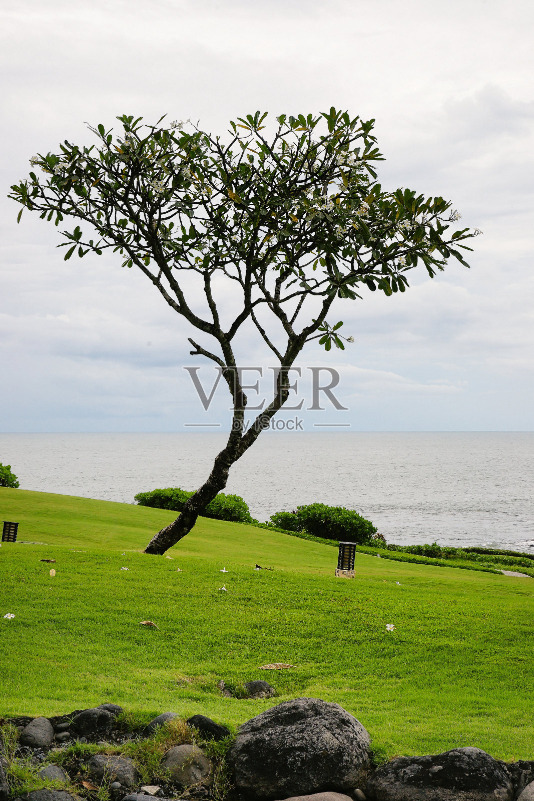 树和草地照片摄影图片