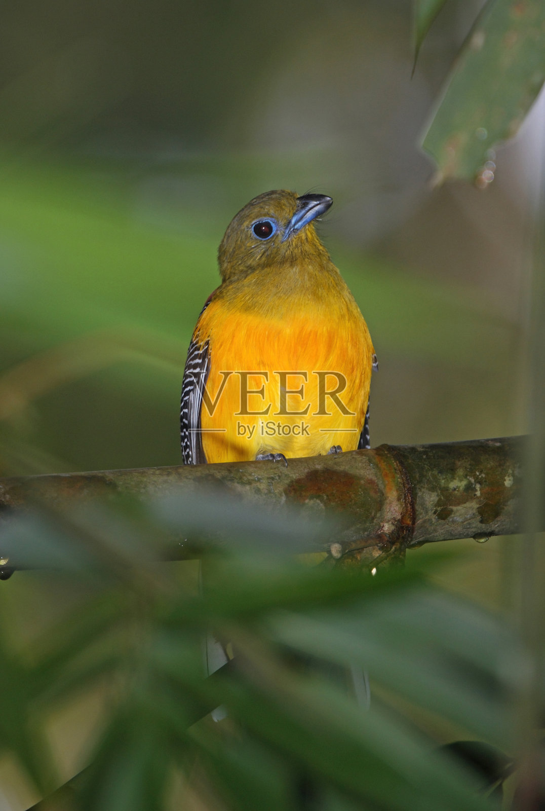 Orange-breasted咬鹃照片摄影图片