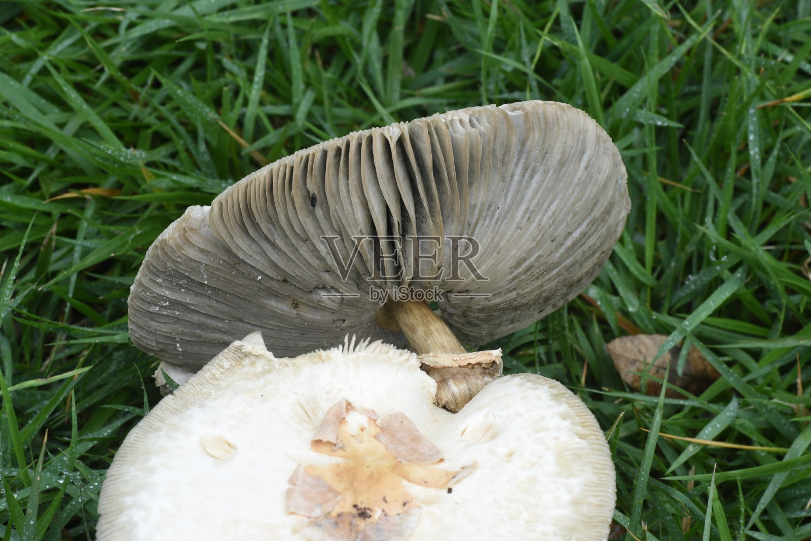 假阳伞（Chlorophyllum molybdites）。照片摄影图片