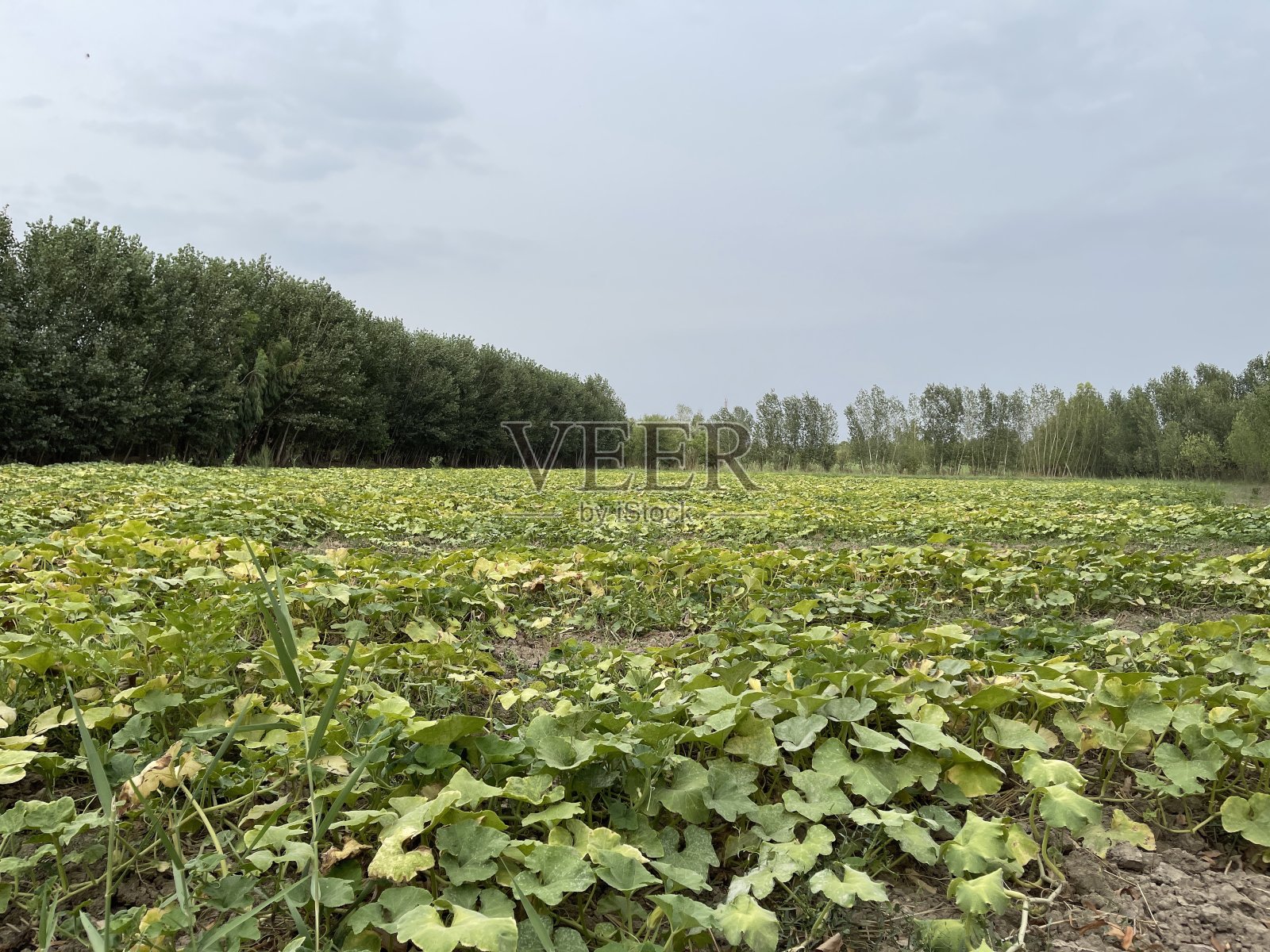 南瓜领域照片摄影图片
