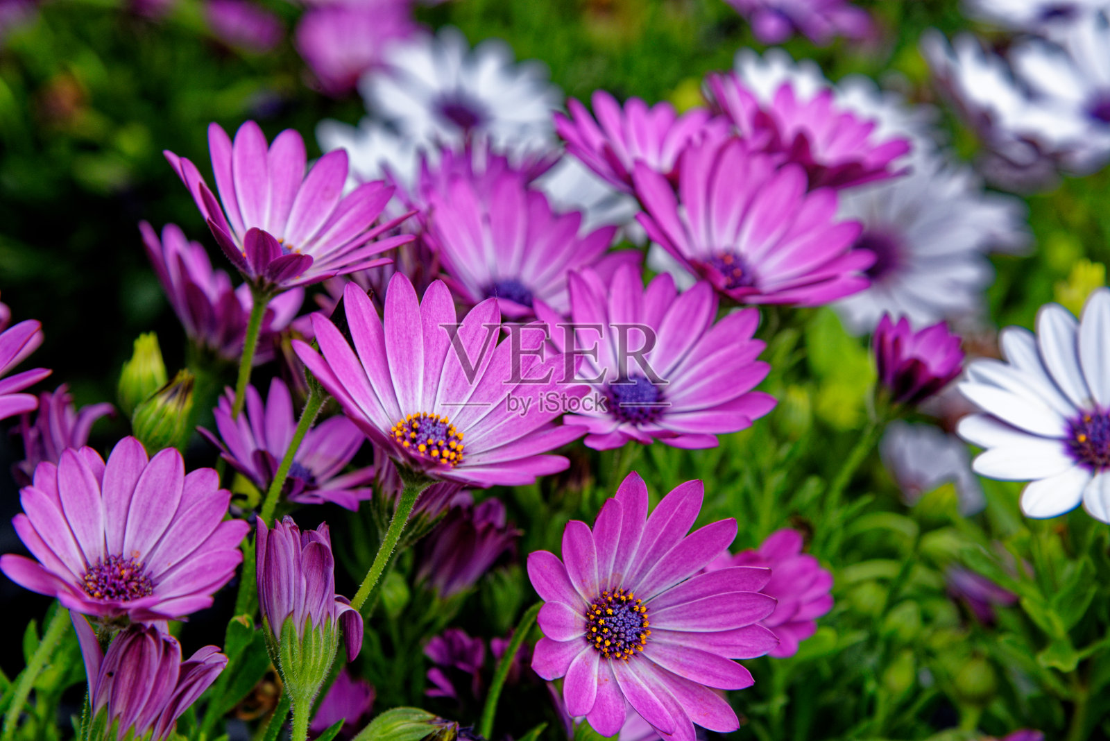 紫色花朵的特写-非洲雏菊照片摄影图片