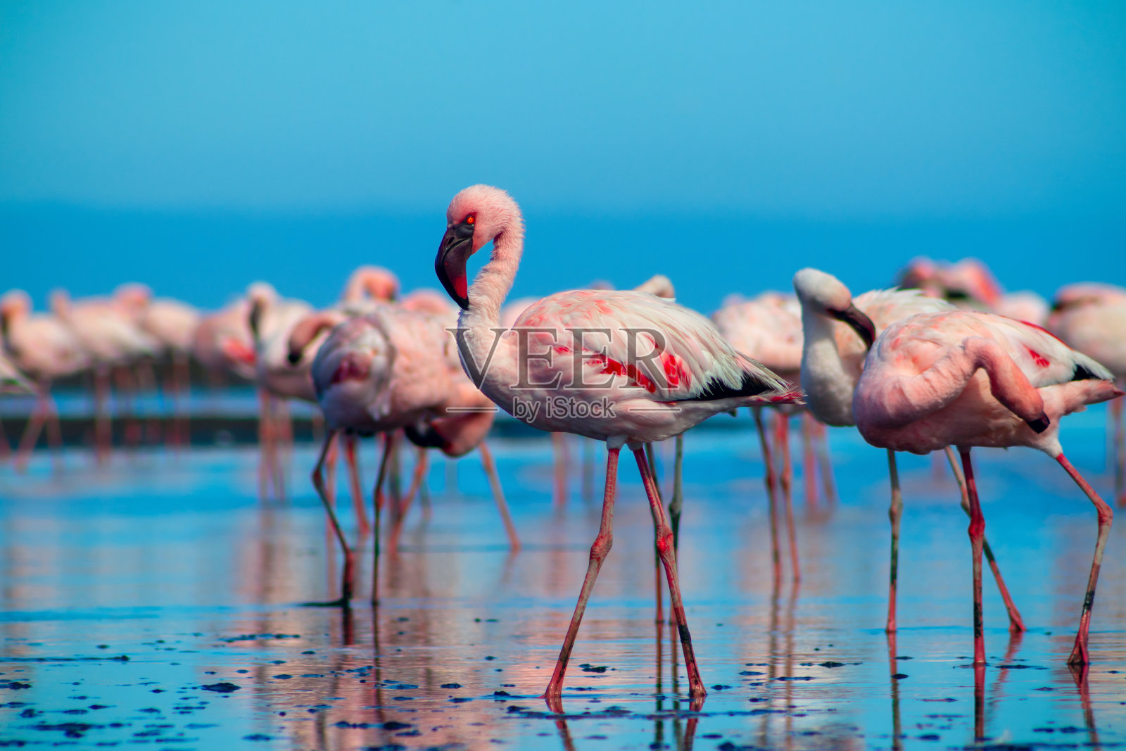 非洲野生鸟类。在一个阳光明媚的日子里，一群粉红色的火烈鸟在蓝色的泻湖上漫步照片摄影图片