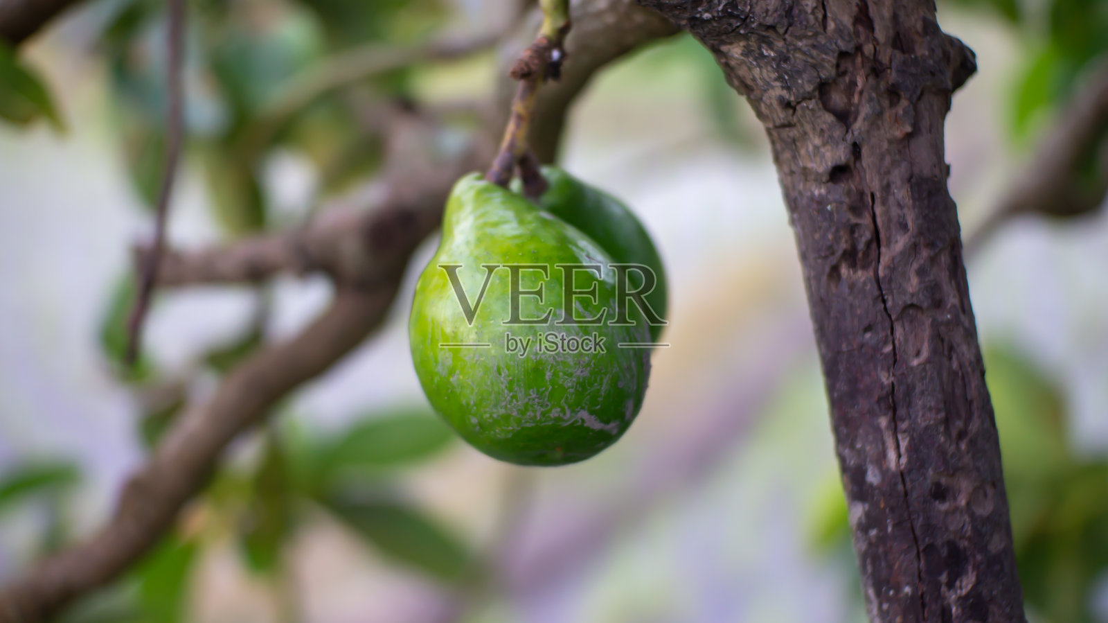 鳄梨照片摄影图片