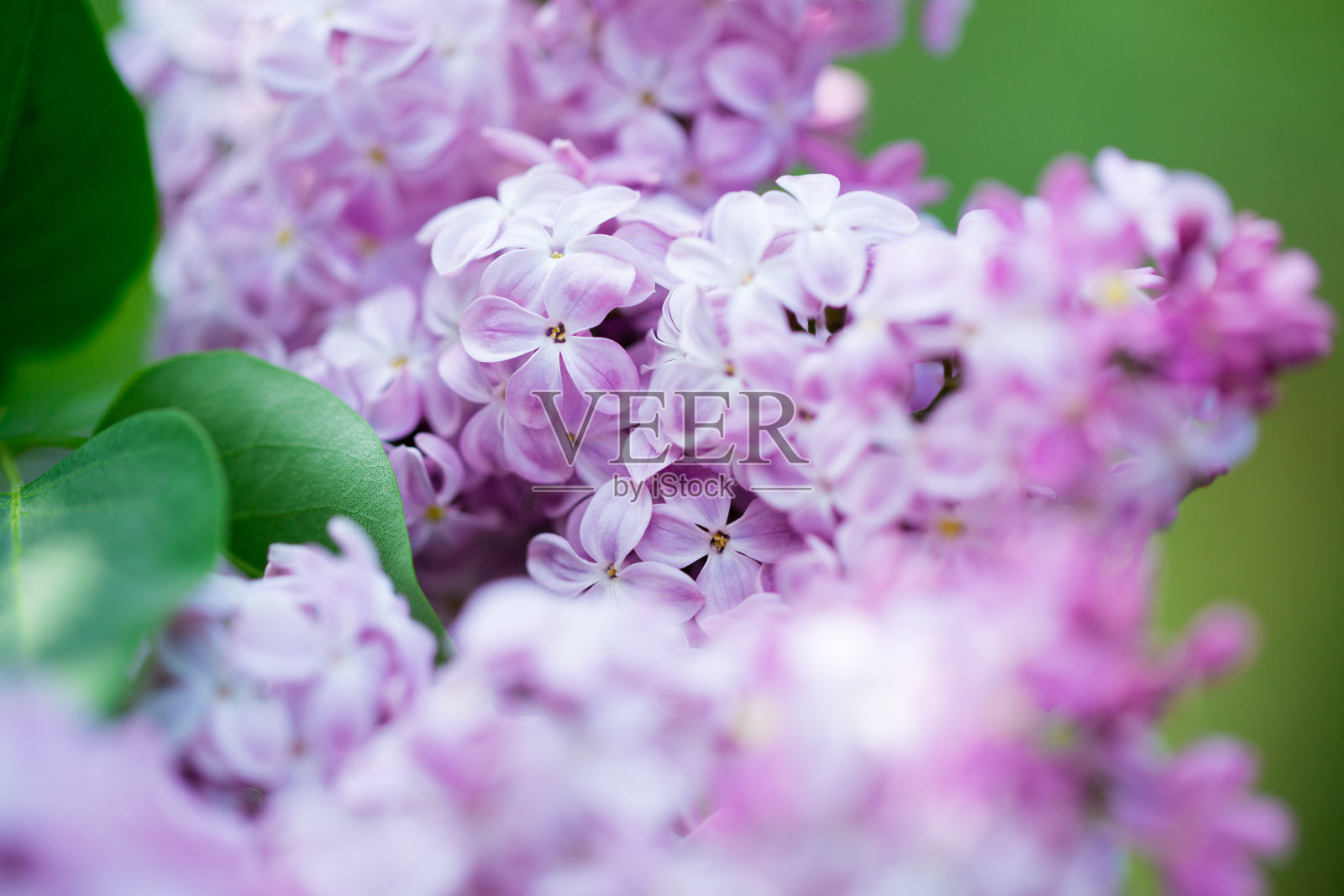 波斯淡紫色的花。美丽的春天背景丁香开花。选择性软聚焦，浅景深。照片摄影图片