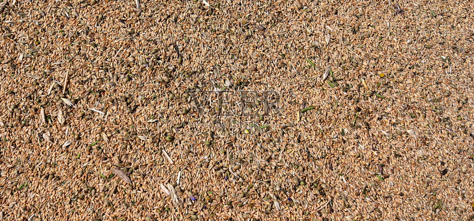 麦粒近观完美画面照片摄影图片