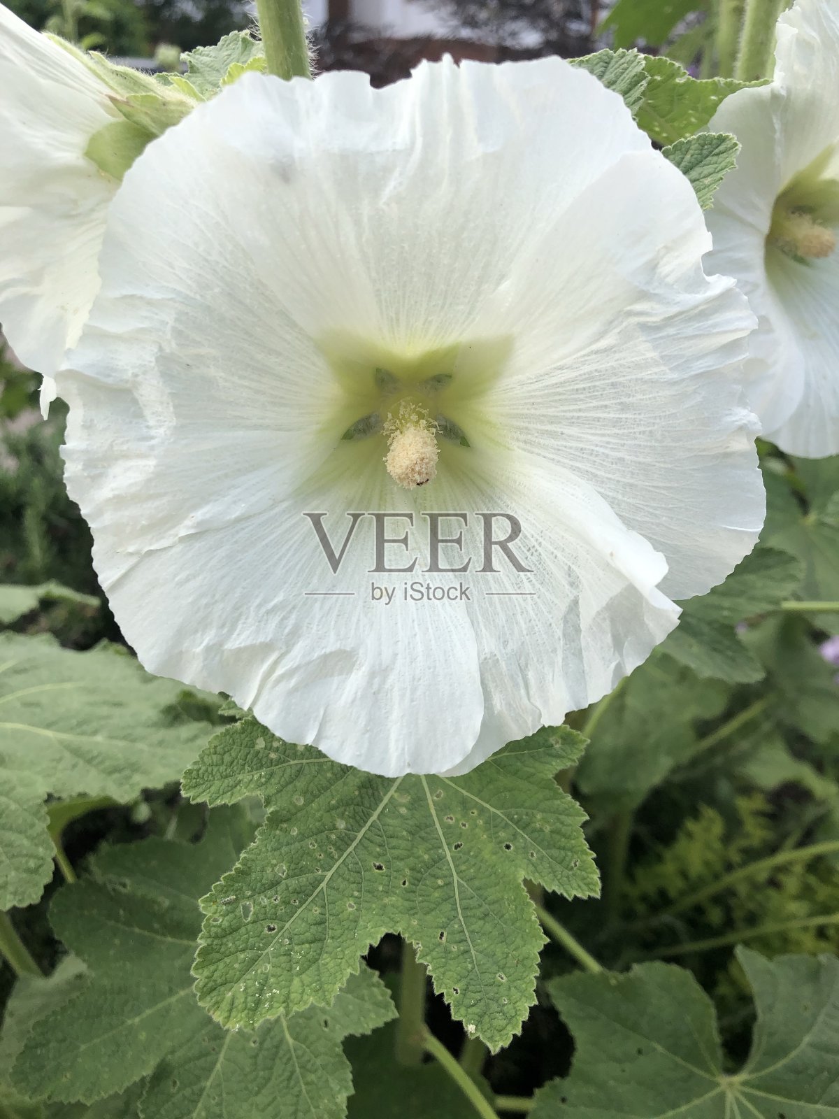 白蜀葵花照片摄影图片