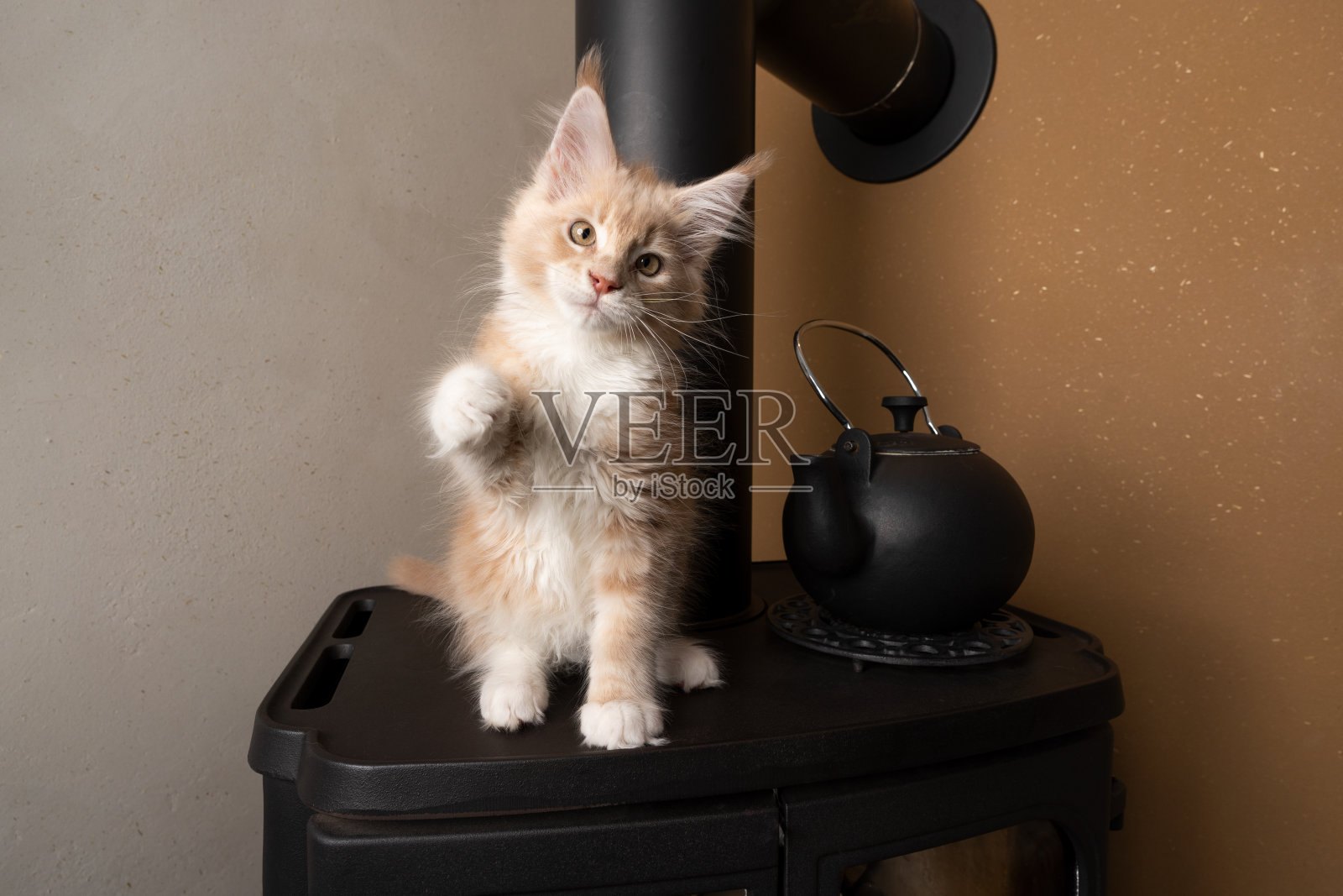 顽皮的缅因小猫坐在烤箱壁炉上举起爪子照片摄影图片