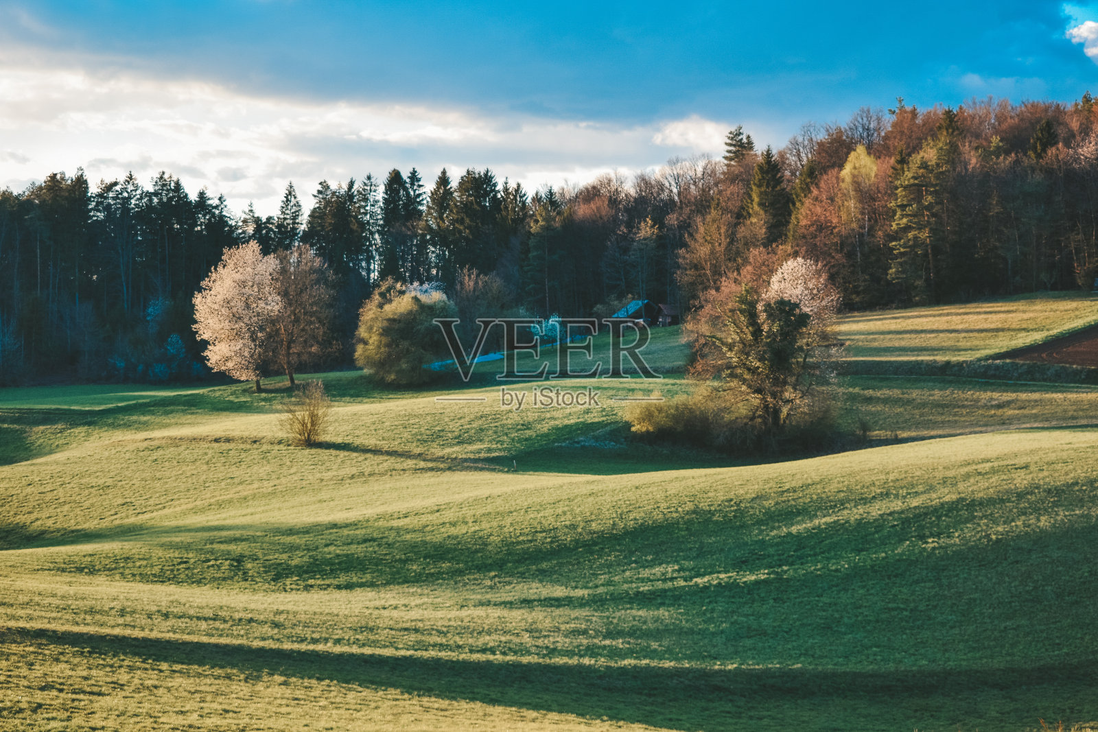在一个阳光明媚的春天，阳光直接照射进相机的草地的图片照片摄影图片