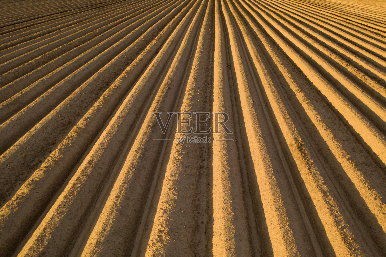种植农业作物的优质耕地。照片摄影图片