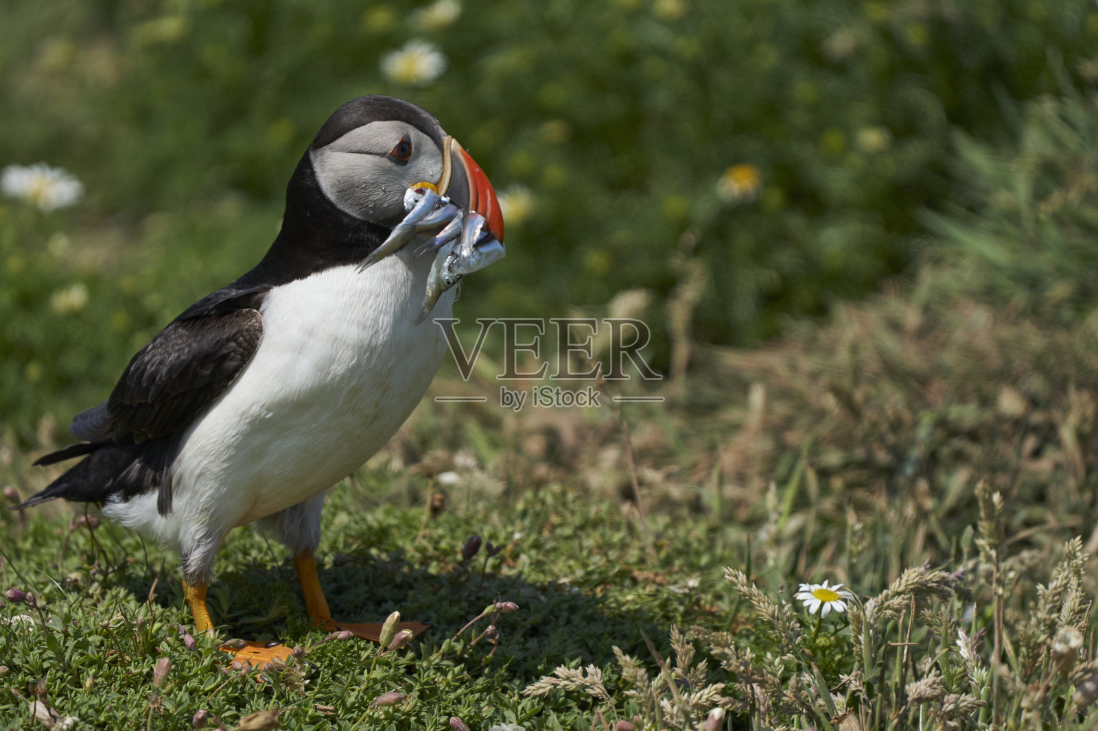 用嘴叼鱼的海雀照片摄影图片