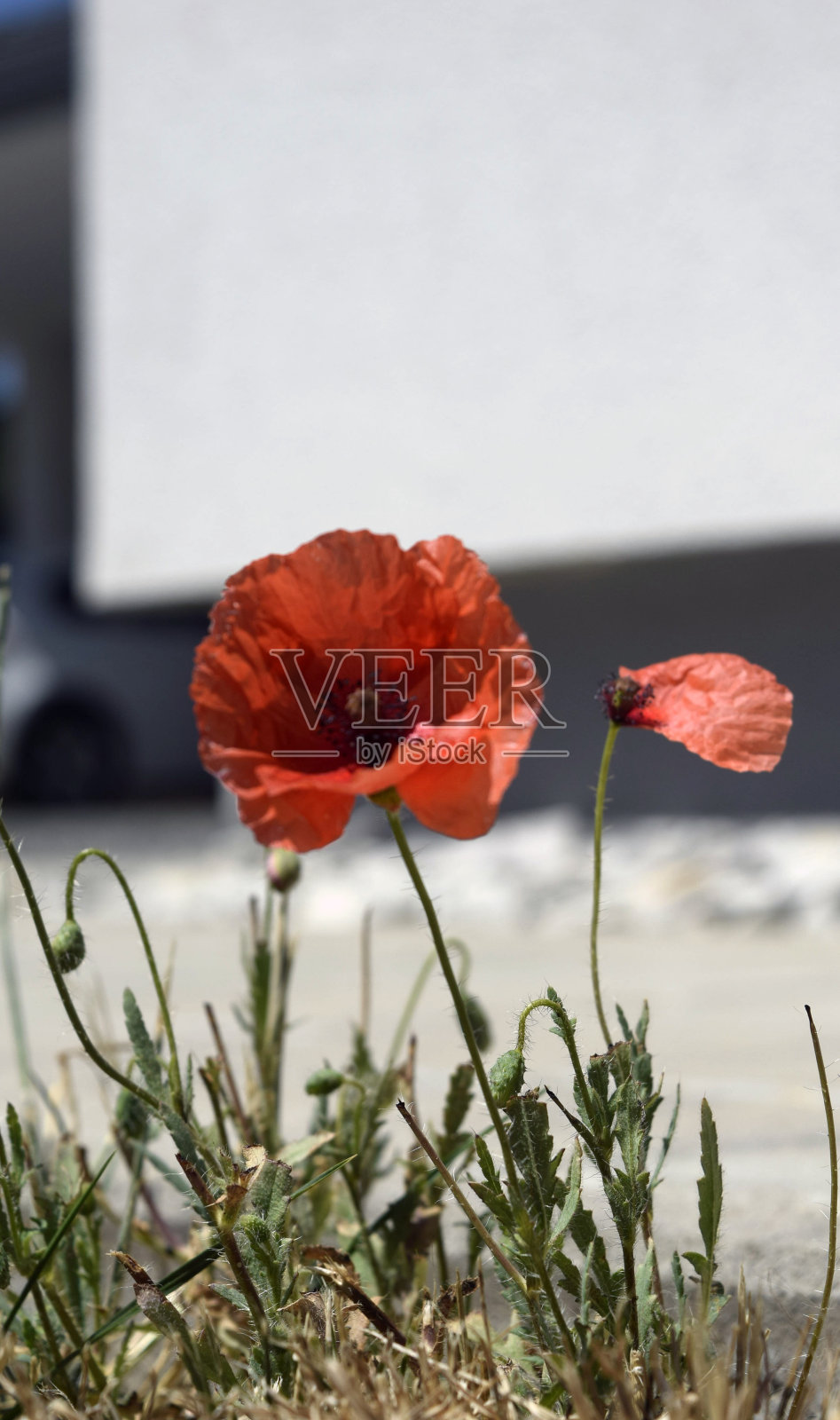 红色罂粟一瞥照片照片摄影图片