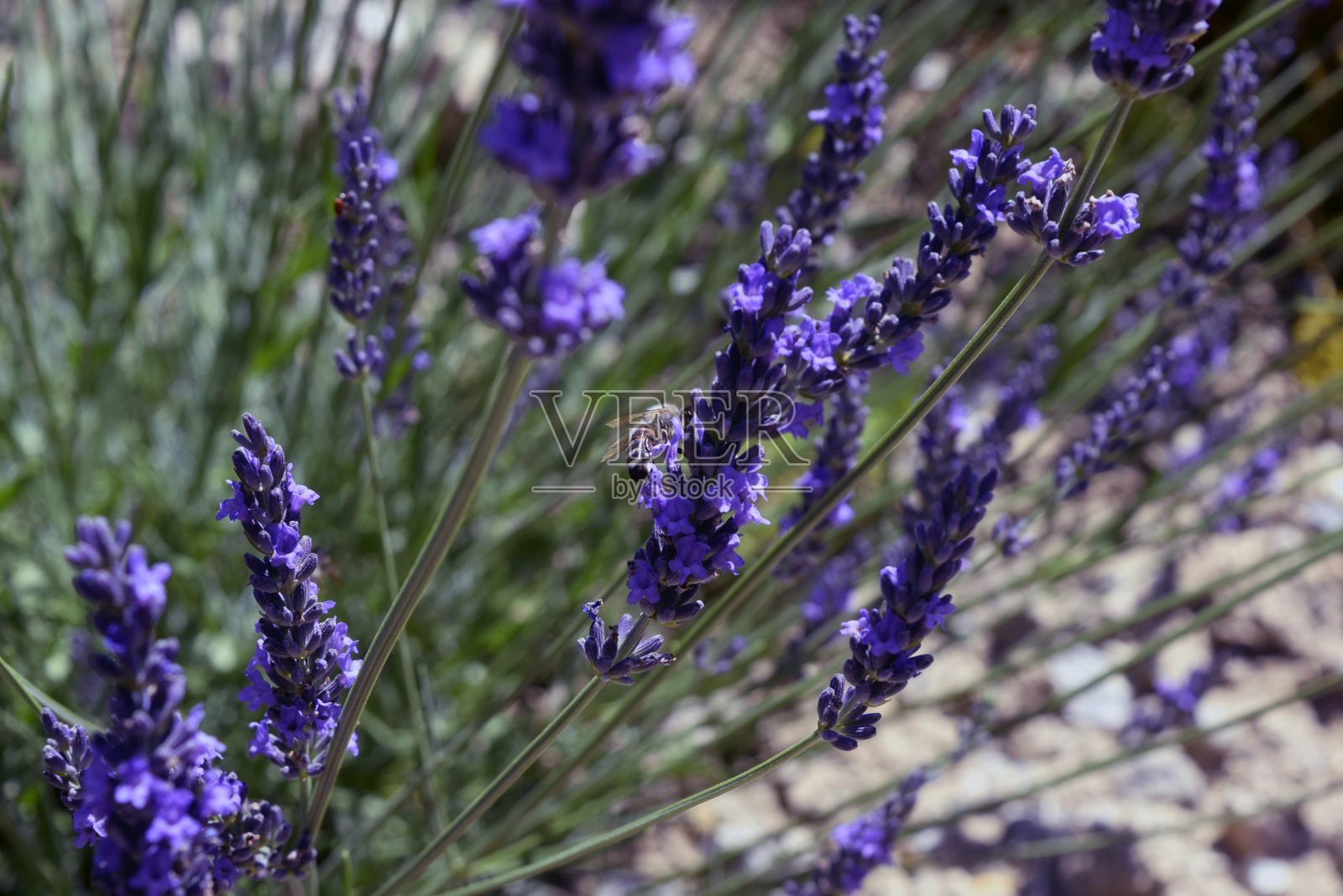 蜜蜂在levander摄影照片摄影图片