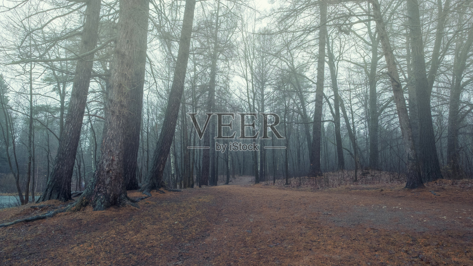 深秋的雾林，蓝色的雾霾和飘落的红叶照片摄影图片