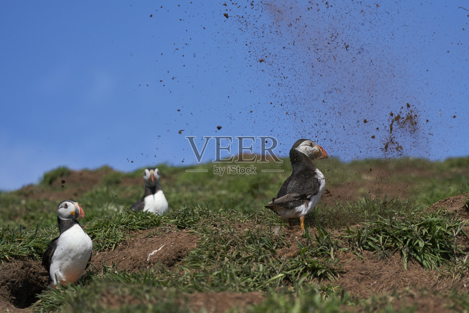 海雀在挖巢洞照片摄影图片