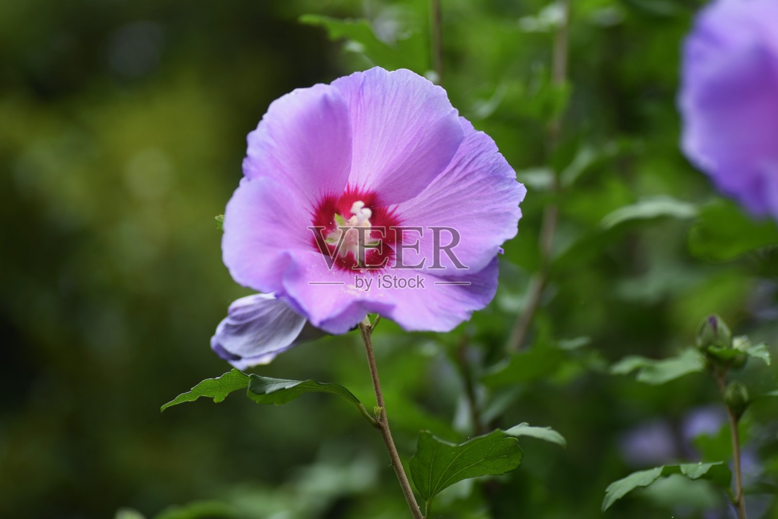玫瑰的沙龙花。照片摄影图片