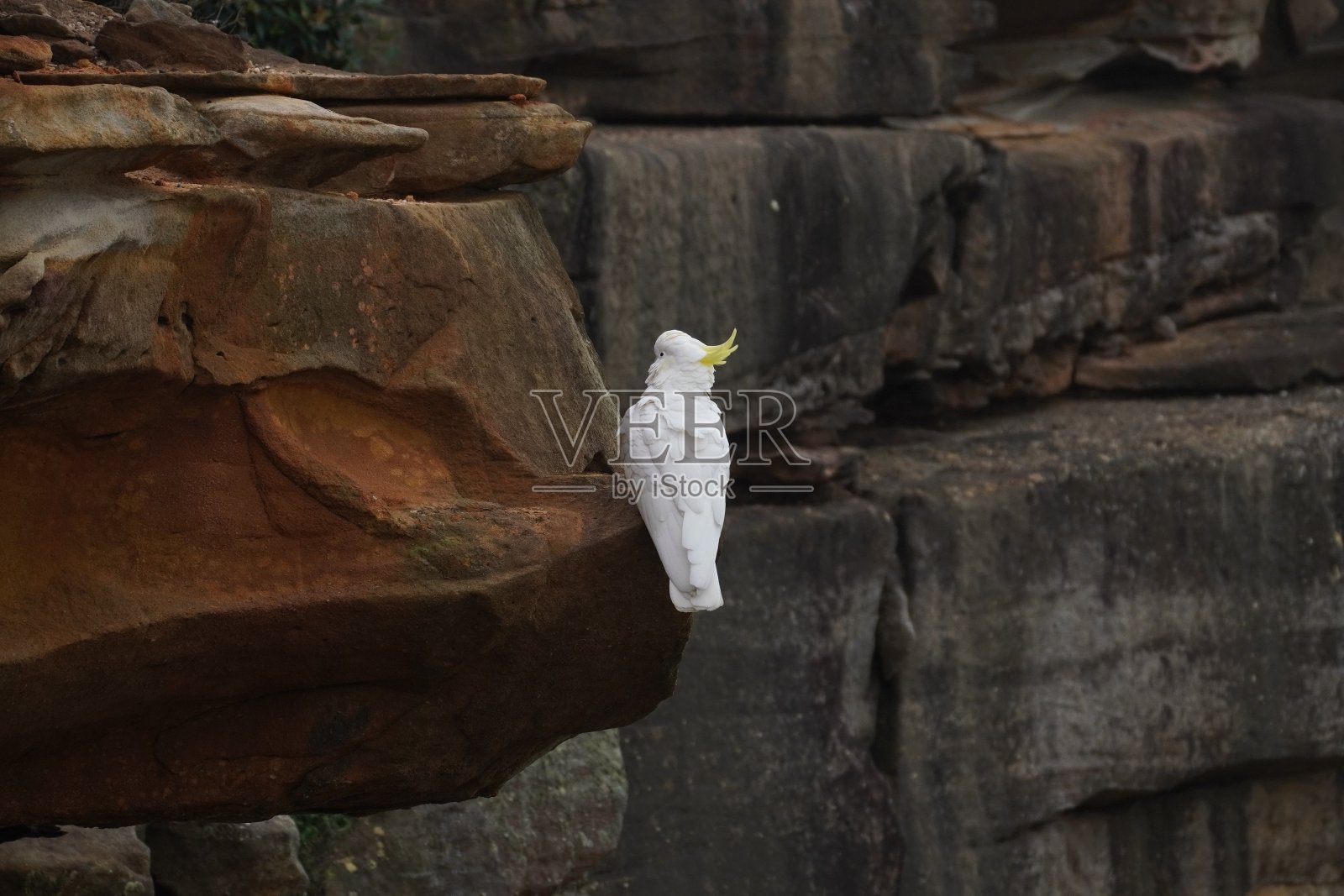 孤独的白色凤头鹦鹉栖息在黑暗的岩石照片摄影图片
