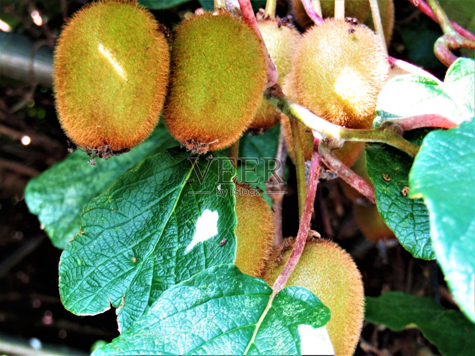 日本。7月。种植猕猴桃。照片摄影图片