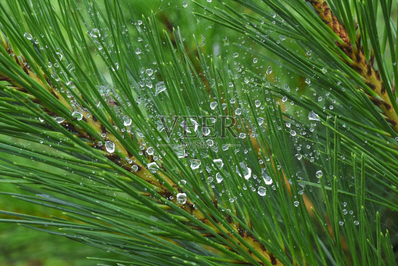 雨后的水滴。照片摄影图片