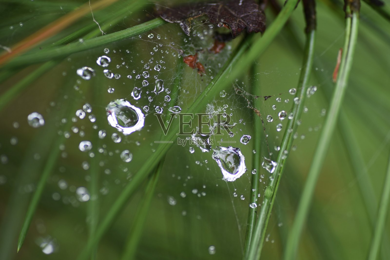 雨后的水滴。照片摄影图片