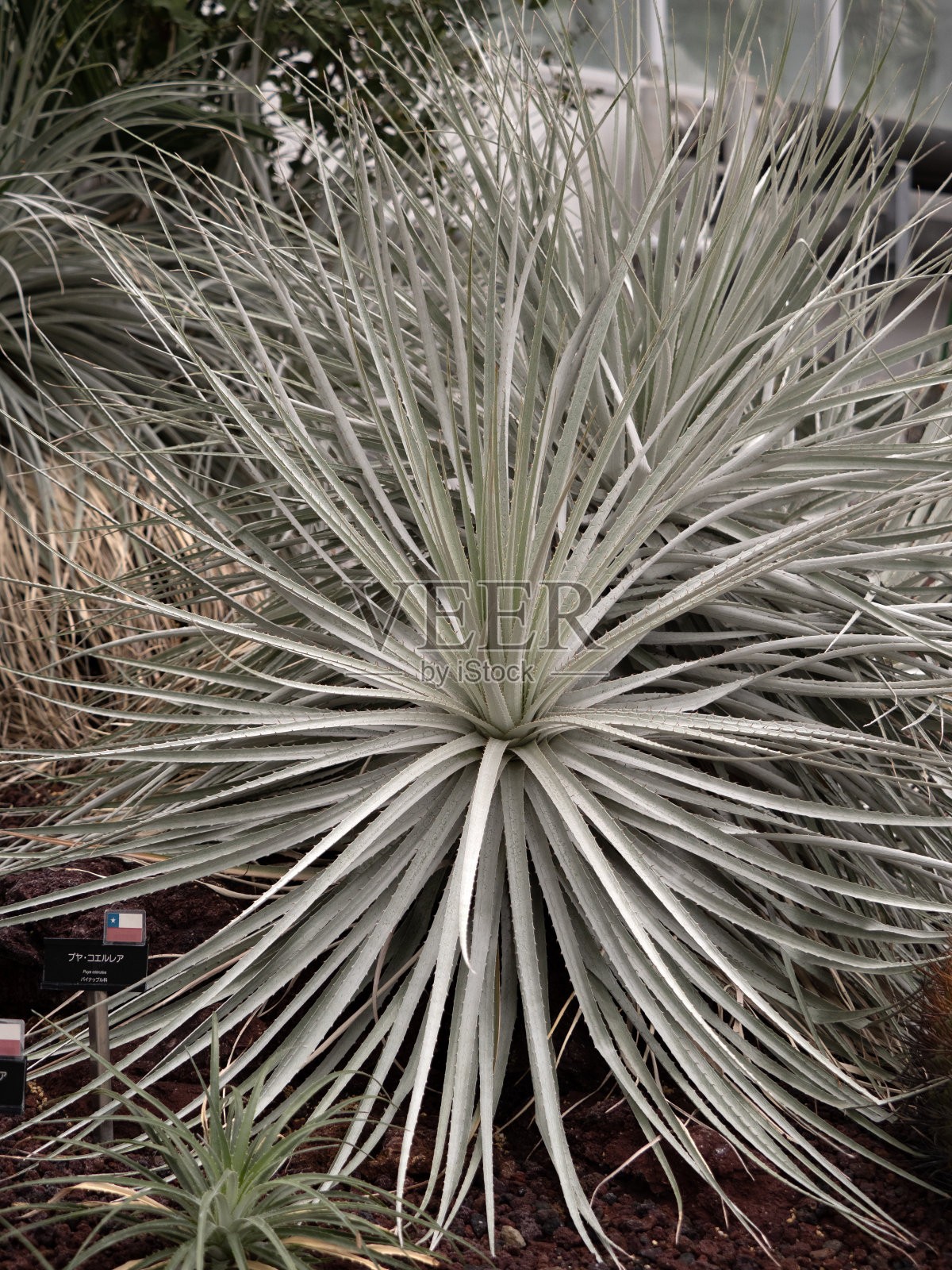 普亚·科雷亚照片摄影图片