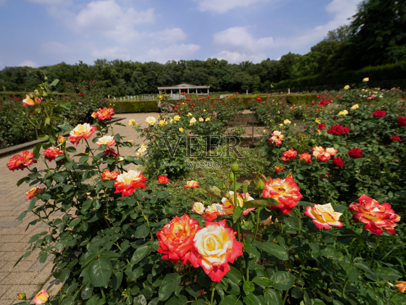 东京金岱植物园玫瑰园照片摄影图片