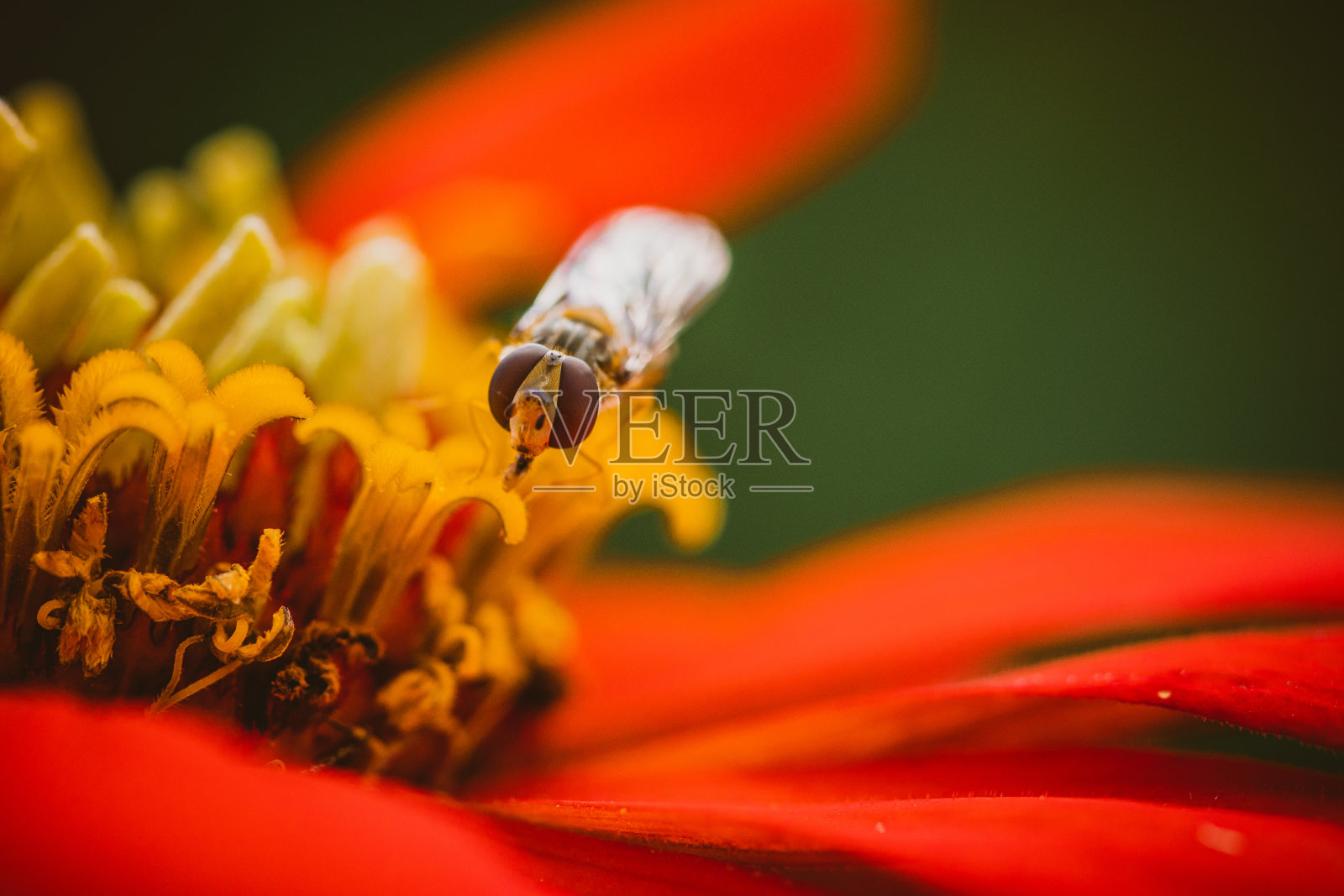 寄生蜂照片摄影图片